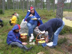 Hemsön en guldgruva Söndag 11 september Det är inte varje år klubben gör exkursioner på Hemsön. Färden gick till vägen ut mot Hemsö fästning där vi fick stor skörd av matsvamp bl.a. rödgul taggsvamp som kunde plockas på ett flertal platser.