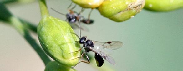 Mångfald på slätten Foto: A Andersson Pollinerare, Fåglar Foto: J