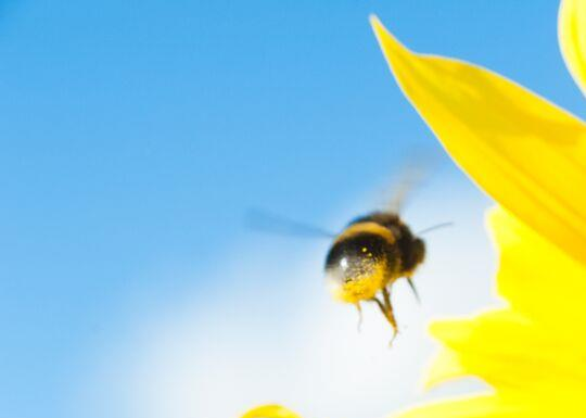 Insektspollinering Pollinering Bin, humlor Foto: A Andersson och andra