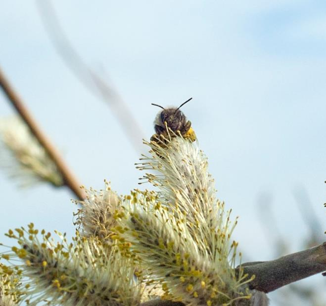 Salix Salixplanteringar som knyter an till skog eller knyter ihop skogsområden gynnar vilt Öar av salix ökar mångfalden i ett utpräglat slättlandskap Mångfalden trivs i