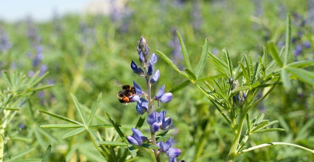 Kvävefixerande grödor Blommande baljväxter ger