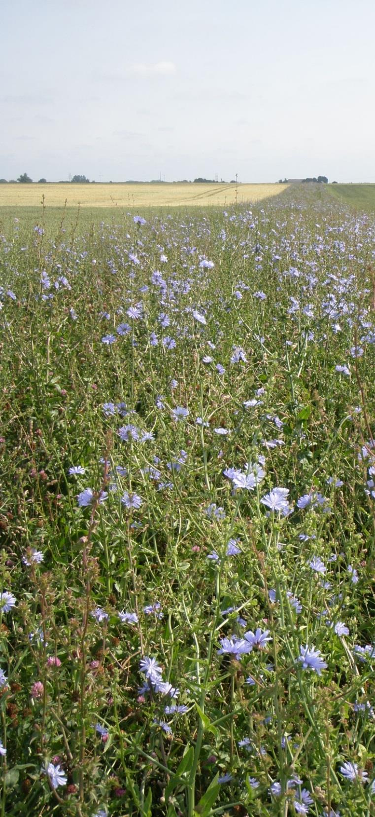 Foto: Lena Friberg Obrukade fältkanter Klöver och andra blommande örter i trädan ökar effekten Fleråriga fältkanter har större värde för mångfalden än ettåriga Obrukade fältkanter med