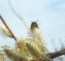 Salix Salixplanteringar som knyter an till skog eller knyter ihop skogsområden gynnar vilt Öar av salix ökar mångfalden i ett utpräglat slättlandskap Mångfalden trivs i kanter, fler bitar ger mer