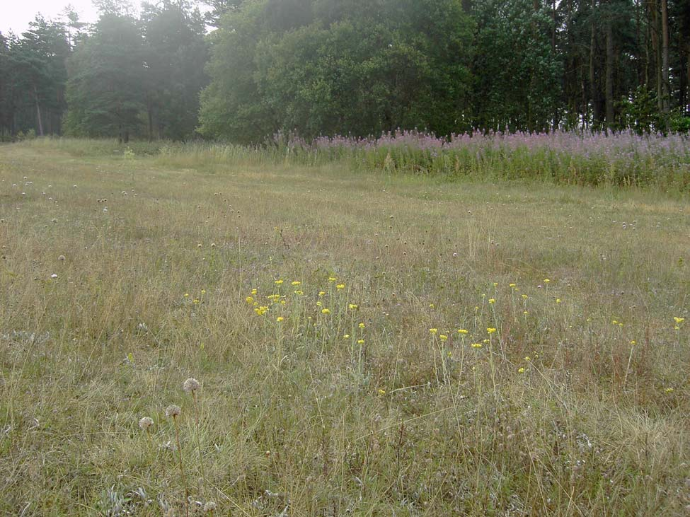 Kärlväxtfloran på A3-området i Norra