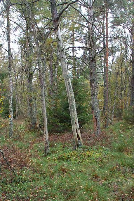 1009524 Rösjö mosse (R14) Kommun Myrregion Totalareal Skara, Falköping, Vara B 2 189ha Areal land varav myr Areal vatten Areal skogsmark ovan fj.gräns Areal skogsmark ned. fj.gräns varav prod.
