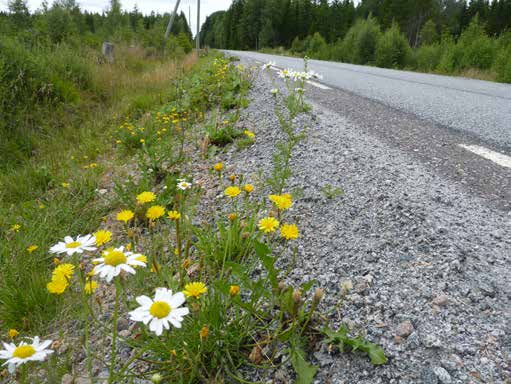 större hygge Söder om Stenbäcken. Lokalen hade en del fibblor, vilka även observerades under detta moment.