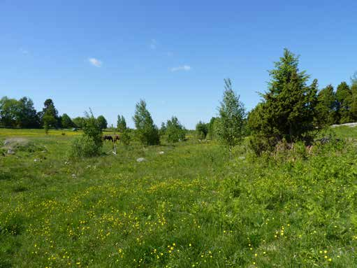 Gersebacken, Töreboda kn Både färgskålsinventeringen och pollinatörsslingan genomfördes i en naturbetesmark, belägen i en småbruten jordbruksbygd i ett större skogslandskap.