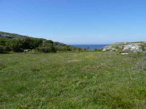 Färgskålarna placerades vid skalgrusbanken på Valnäs. Fångsten vid färgskålsinventeringen dominerades av bin, men även en del vägsteklar.
