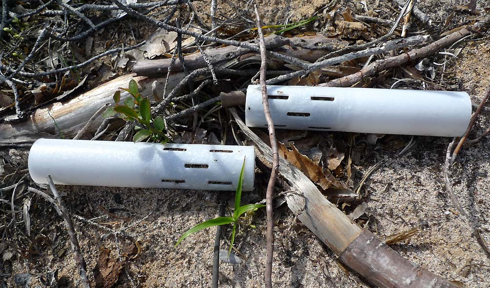 Sammanfattningsvis har plantor planterade i Tubesprout gett den i särklass bästa överlevnaden bland prövade planttyper under de första åren i fält beroende på i det närmaste avsaknad av