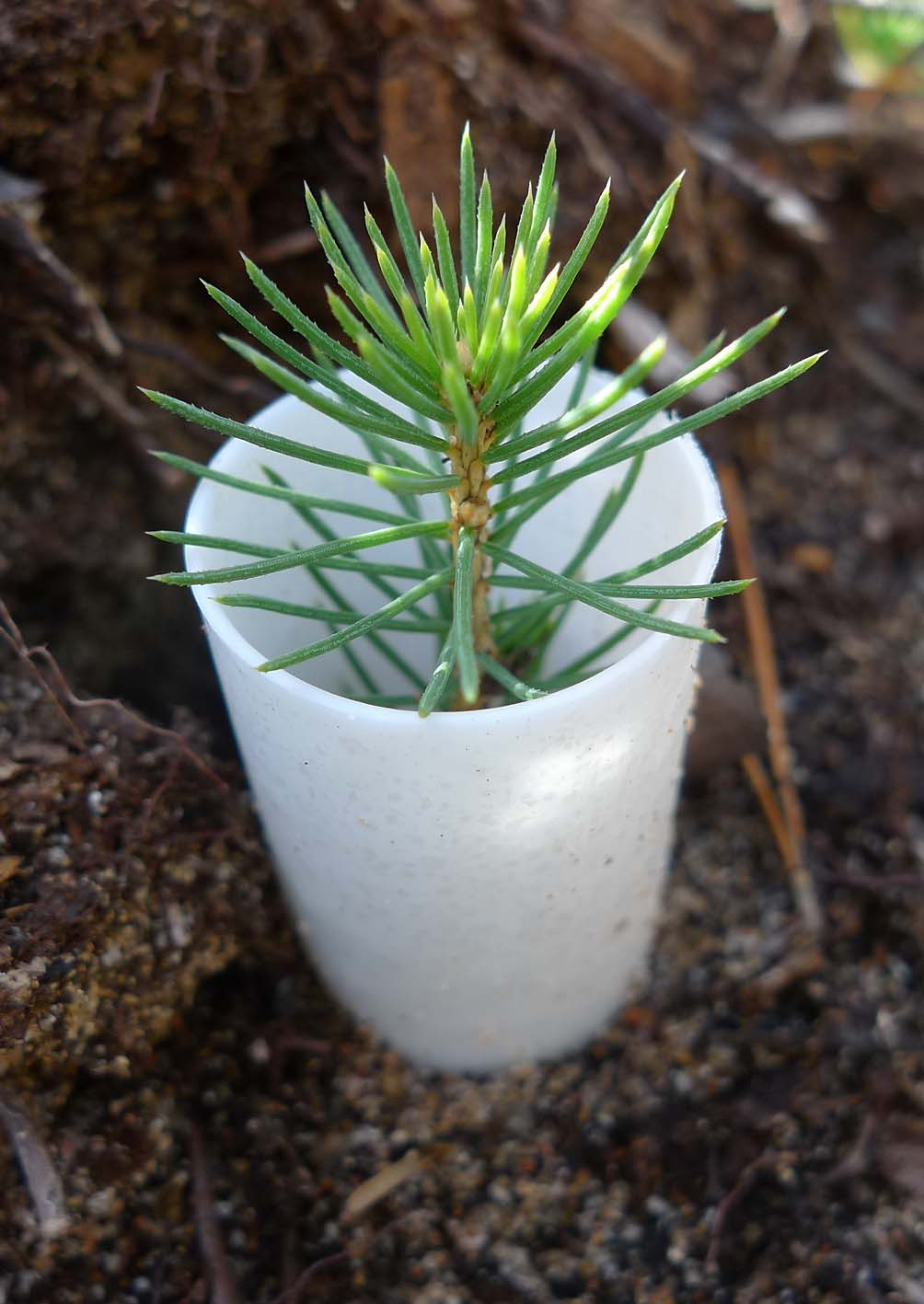 Bildbilaga Granplanta i
