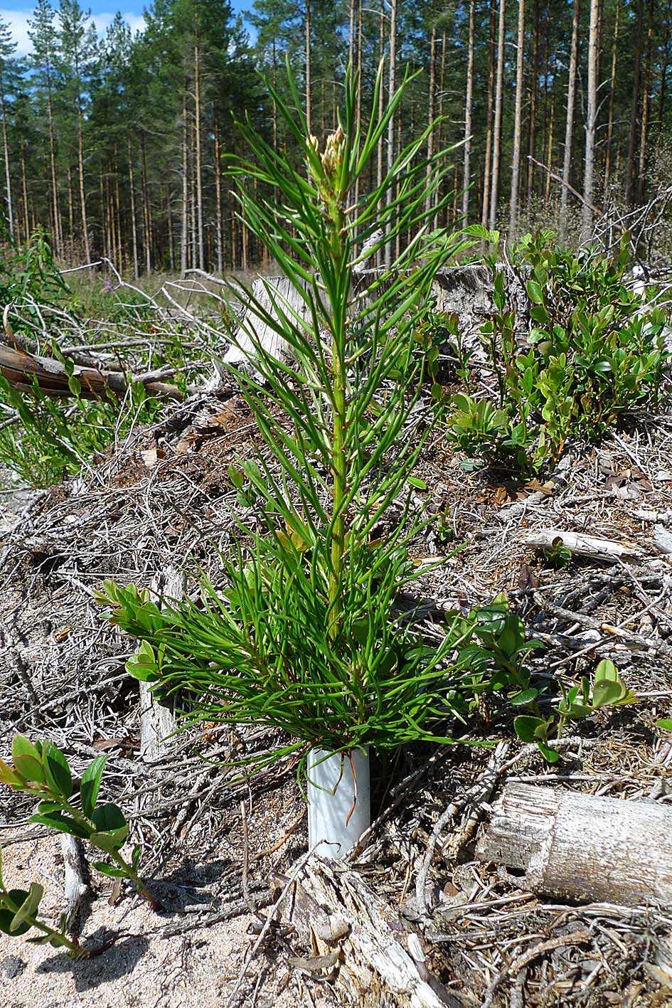 Tallplanta i
