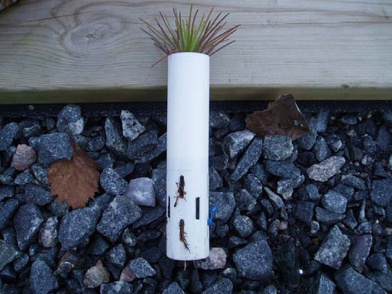 Genomförande Vid plantförsöksstationen i Vassbo såddes 26 april 2011 300 st Tubesprout - rör med tallfrö (proveniens Hade) och 300 rör med granfrö (proveniens Öhn).