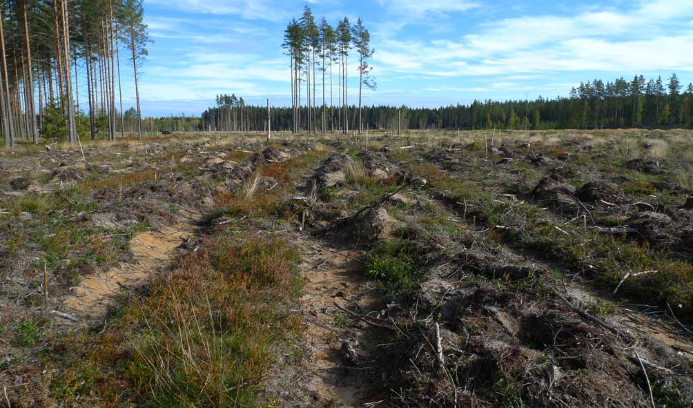 Odlingen skedde inledningsvis i växthus vid en temperatur på ca 20 o C. Efter ca 10 dagar enkelställdes plantorna och fr.o.m. tredje veckan startades gödslingen med Wallco fullgödselmedel med en giva på 3g Nm -2 och vecka.