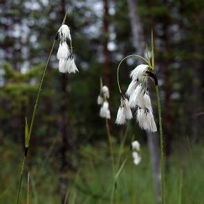 1009943 Granbergsmyran (del av AC10) Kommun Myrregion Totalareal Skellefteå E 46ha Areal land varav myr Areal vatten Areal skogsmark ovan fj.gräns Areal skogsmark ned. fj.gräns varav prod.