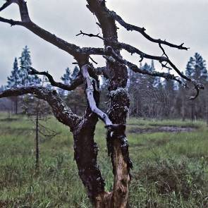 1009351 Hålvattsmyrorna (AC27) Kommun Myrregion Totalareal Umeå E 172ha Areal land varav myr Areal vatten Areal skogsmark ovan fj.gräns Areal skogsmark ned. fj.gräns varav prod.