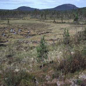 1009411 Lappängesmyran (AC21) Kommun Myrregion Totalareal Vindeln E 1 184ha Areal land varav myr Areal vatten Areal skogsmark ovan fj.gräns Areal skogsmark ned. fj.gräns varav prod.