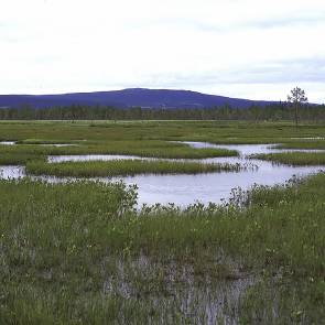 1009488 Nästansjömyrarna (AC14) Kommun Myrregion Totalareal Vilhelmina F 6 055ha Areal land varav myr Areal vatten Areal skogsmark ovan fj.gräns Areal skogsmark ned. fj.gräns varav prod.