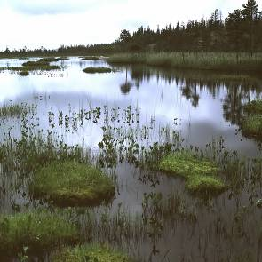 1009246 Degermyran & Rörmyran (AC20) Kommun Myrregion Totalareal Vindeln E 721ha Areal land varav myr Areal vatten Areal skogsmark ovan fj.gräns Areal skogsmark ned. fj.gräns varav prod.