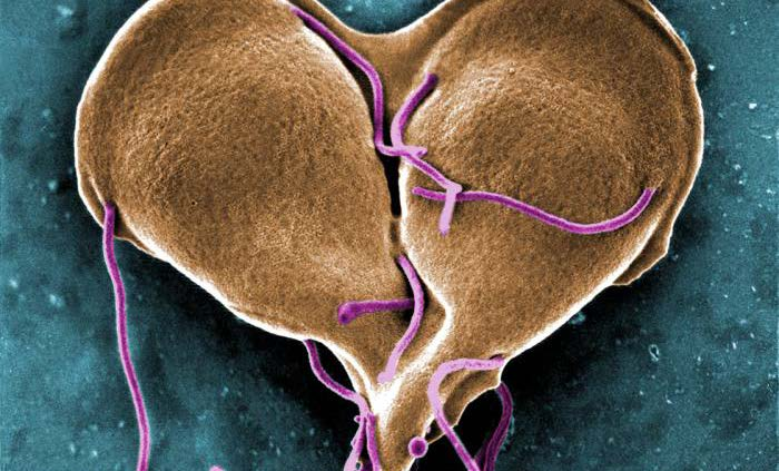 Mag-tarm infektioner Diarré, kräkning och ont i magen - orsaker Virus (t.ex. vinterkräksjuka, hepatit A) Bakterier (t.ex. shigella, salmonella, campylobacter) Parasiter (t.