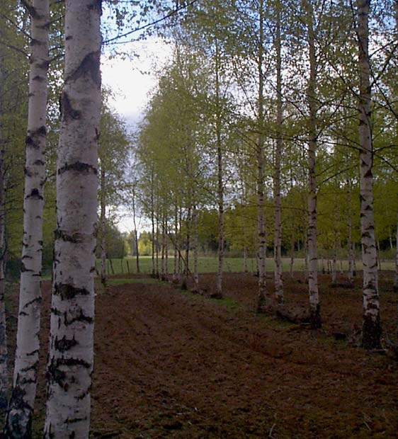 Institutionen för Matematik, naturvetenskap och teknik Avdelningen för Träteknologi Rapport nr 26 2005 Björk på åkermark - Beståndsetablering eller betesbeskogning Birch on agricultural land -