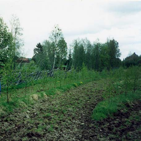 Stängsel och djurhållning Efter det att vegetationsbekämpningen med harv avslutats sattes stängsel med el upp runt planteringen.
