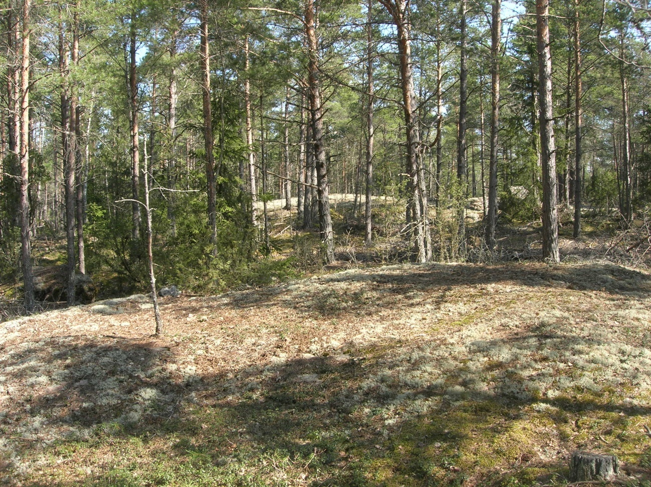 Sveriges geologiska undersökning 13(47) Figur 3. Detta hällområde finns redovisat på jordartskartan (modell A, skala 1:50 000).