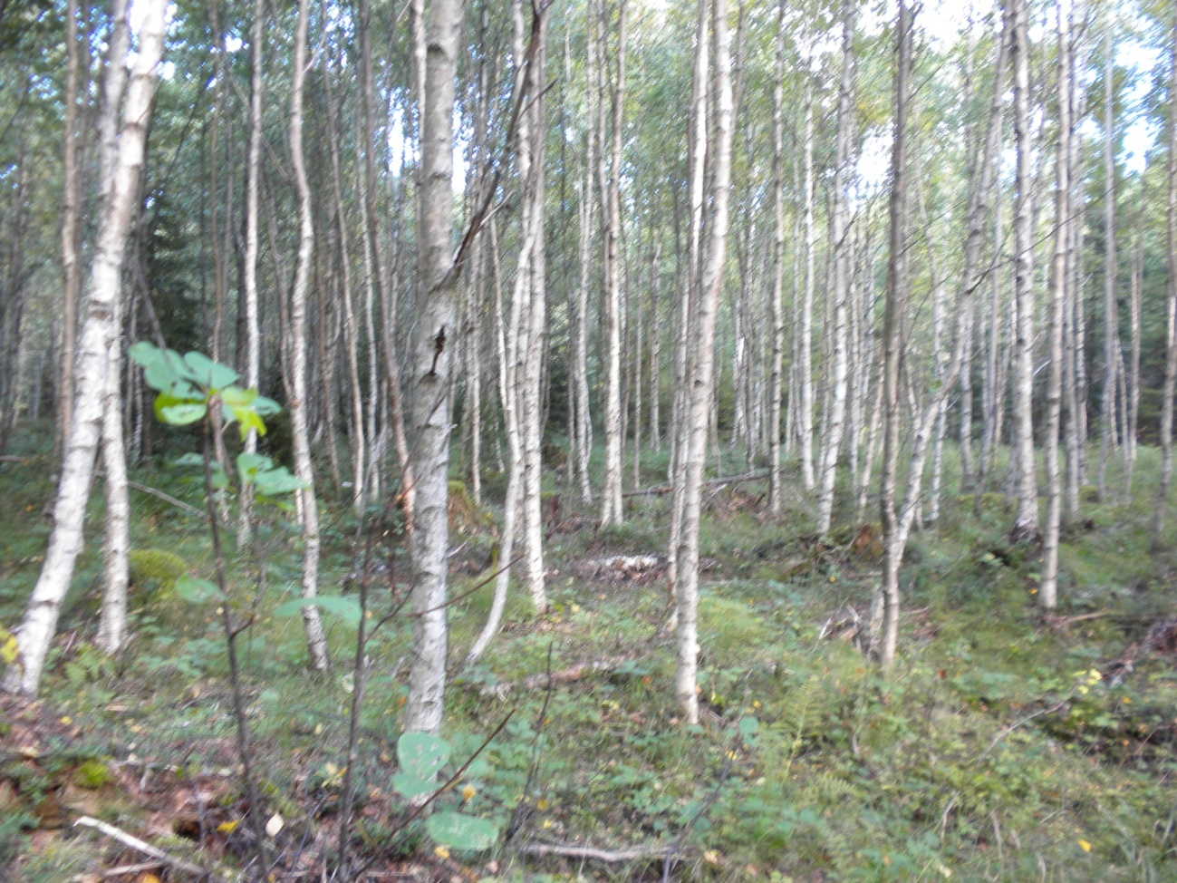 Sveriges geologiska undersökning 15(47) Figur 5. På denna plats finns enligt jordartskartan glaciallera, vilket kunde bekräftas i fält.