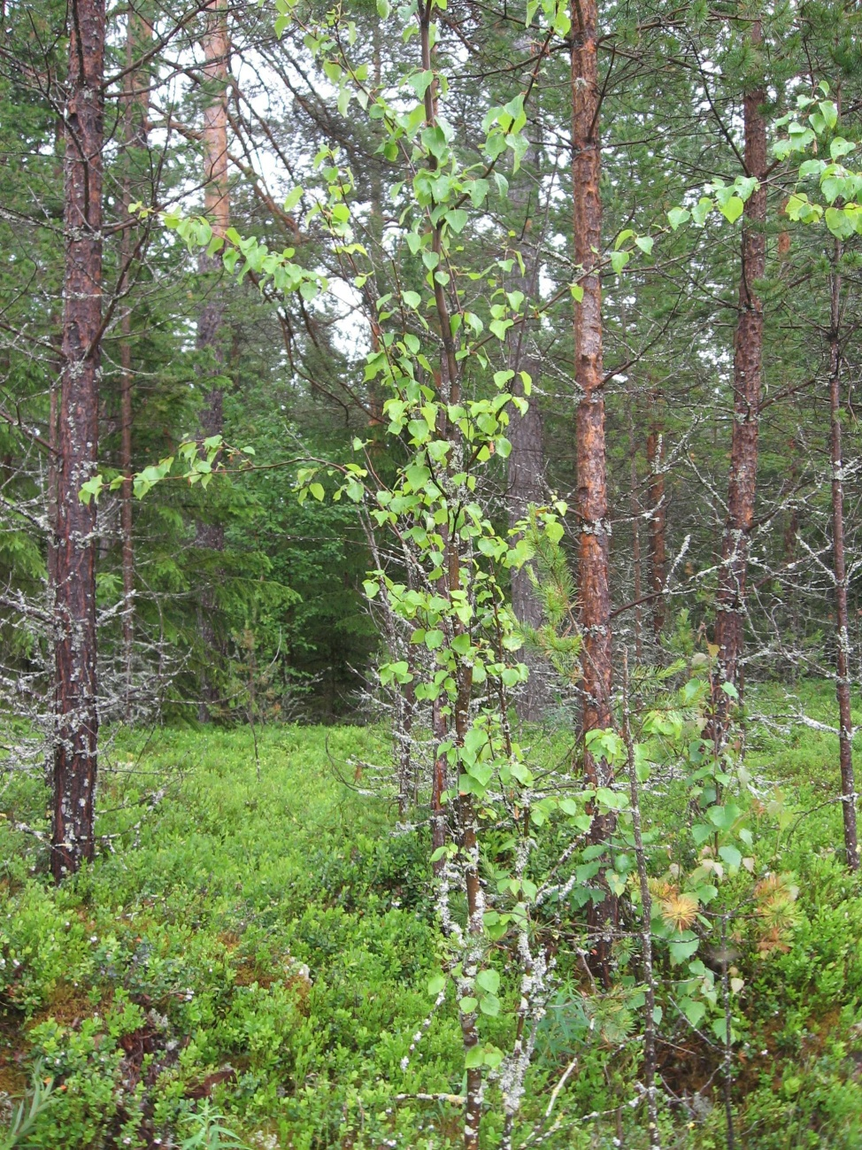 Sveriges geologiska undersökning 22(47) Figur 11.
