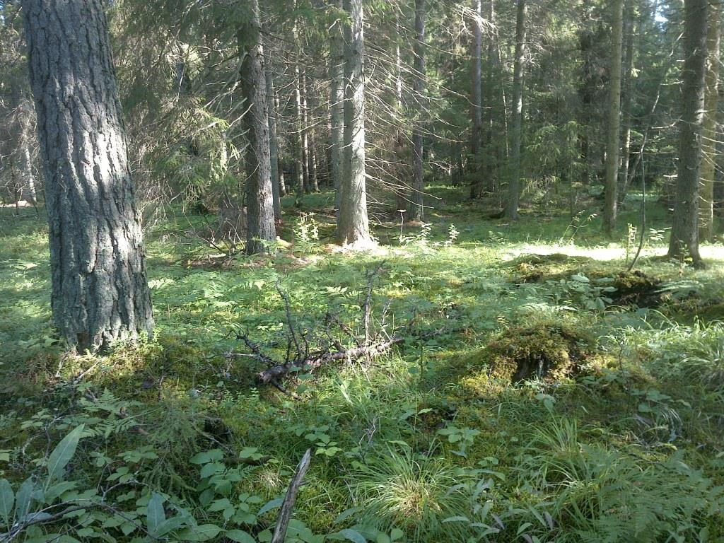 Objekt nr 2 Naturtyp: Skog och träd Beskrivning: Kalkmarksskog. Relativt öppen skog, begränsat buskskikt. Trädskiktet domineras av tall och gran med inslag av asp, glasbjörk, rönn och klibbal.