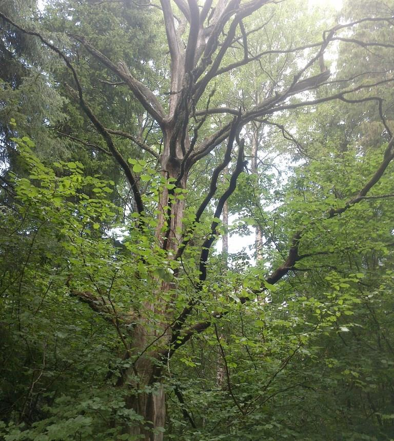 Objekt nr 12 Naturtyp: Skog och träd Beskrivning: Grandominerad blandskog. Medelålders granar med brösthöjdsdiameter runt 50 cm. Övriga träd är vårtbjörk, al och asp.