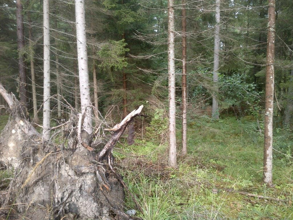 Beskrivning: Blöt kantzon med alsumpskog och relativt rikligt med död ved.