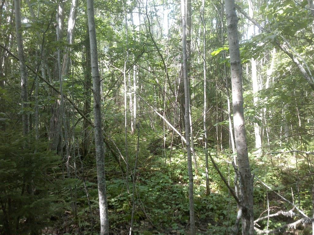 Objekt nr 14 Naturtyp: Skog och träd Beskrivning: Tät, flerskiktad, fuktig-blöt lövskog. Klibbal dominerar, övriga trädslag är ask, asp, gran, glasbjörk och ek.