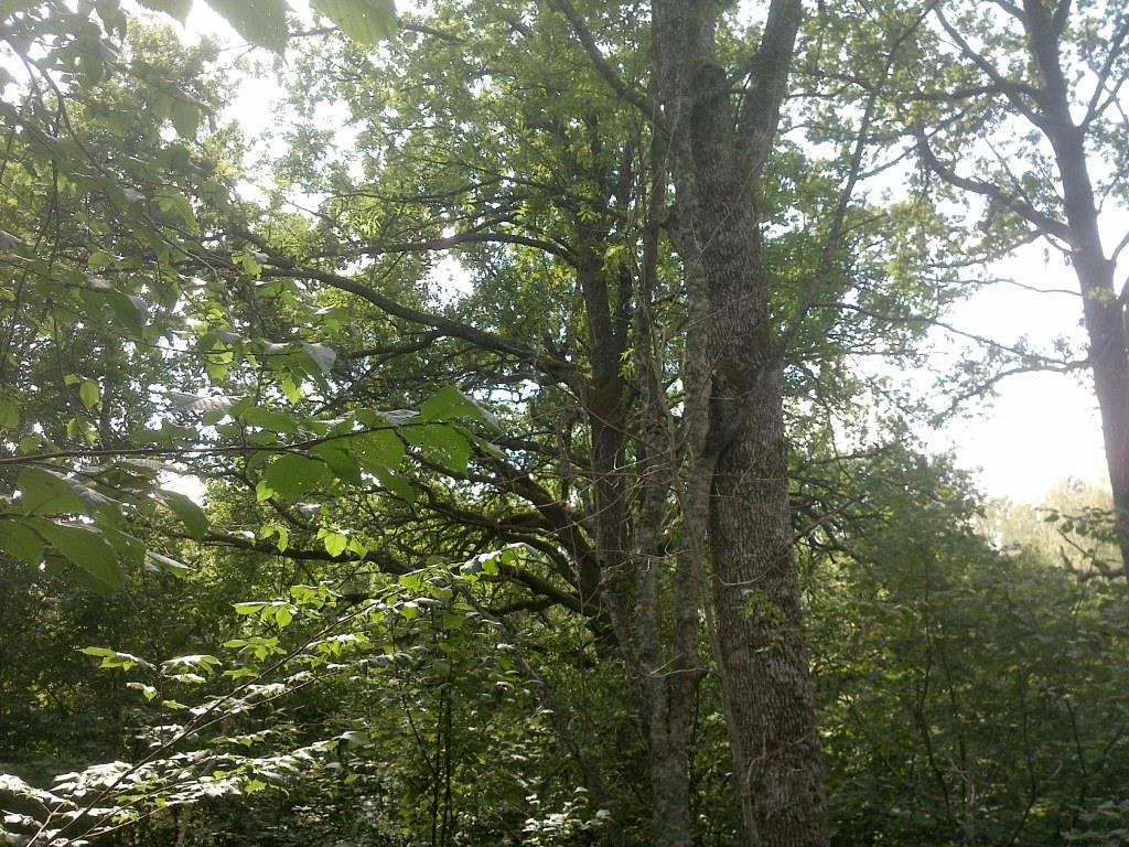 Objekt nr 18 Naturtyp: Skog och träd. Beskrivning: Olikåldrig flerskiktad ekdominerad lövlund med inslag av asp, björk, enstaka apel, getapel, ask, alm, sälg, rönn, hagtorn och gran.