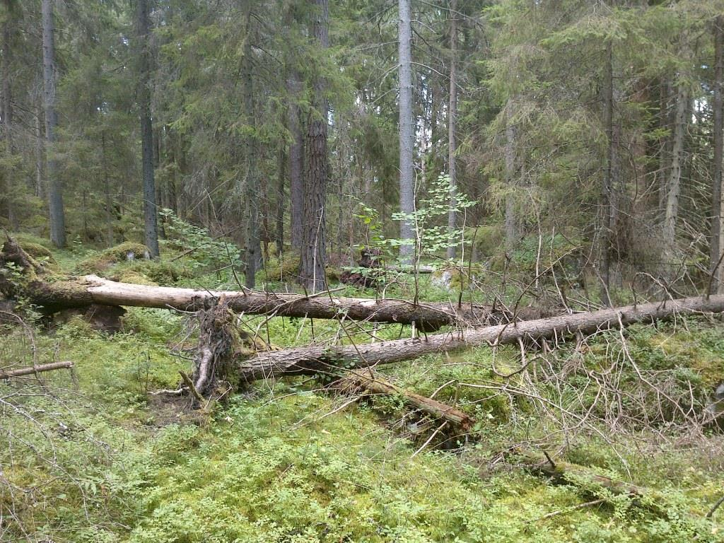 Objekt nr 23 Naturtyp: Skog och träd Beskrivning: Storblockig mark som domineras av senvuxna granar. Utöver gran finns tall och asp.