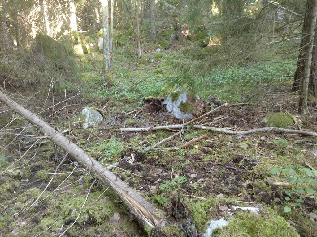 Objekt nr 25 Naturtyp: Skog och träd. Beskrivning: Äldre flerskiktad grandominerad skog med inslag av tall och enstaka gamla rötskadade aspar samt vårtbjörk.