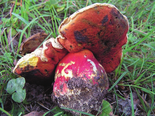 HULTENGREN m.fl. Figur 12. Djävulssopp Boletus satanas är en unik och imponerande syn i gotländska ängen. Den är känd från sju gotländska lokaler. Foto: Hjalmar Croneborg.