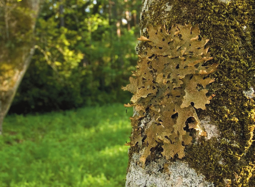 HULTENGREN m.fl. Figur 13. Lunglav Lobaria pulmonaria är en karaktärsart för de gotländska ängenas lövträd, särskilt på den norra delen av ön.