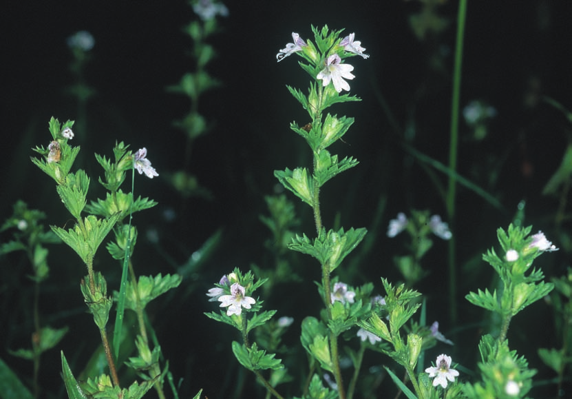 GOTLÄNDSKA LÖVMARKER Figur 6. Svensk ögontröst kännetecknas av sin tidiga blomning och sina relativt stora, ljust lila blommor. Den finns nu i hela världen bara kvar i ett fåtal gotländska ängen.