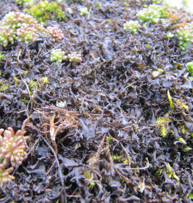 Strutskinnlav - Leptogium palmatum (Huds.) Mont. (NT) Strutskinnlav är en brun till svart bladlav som bildar lösa mattor tillsammans med mossa på stenhällar och jord i öppna marker.