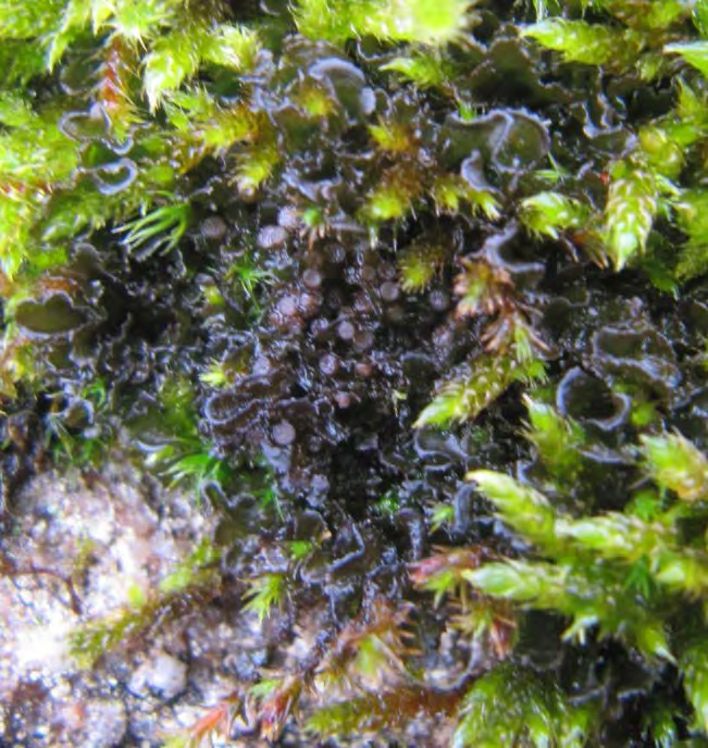 Flikig skinnlav - Leptogium gelatinosum (With.) J.R. Laundon (LC) Flikig skinnlav bildar kuddar av smala, snett uppböjda och konkava lober.