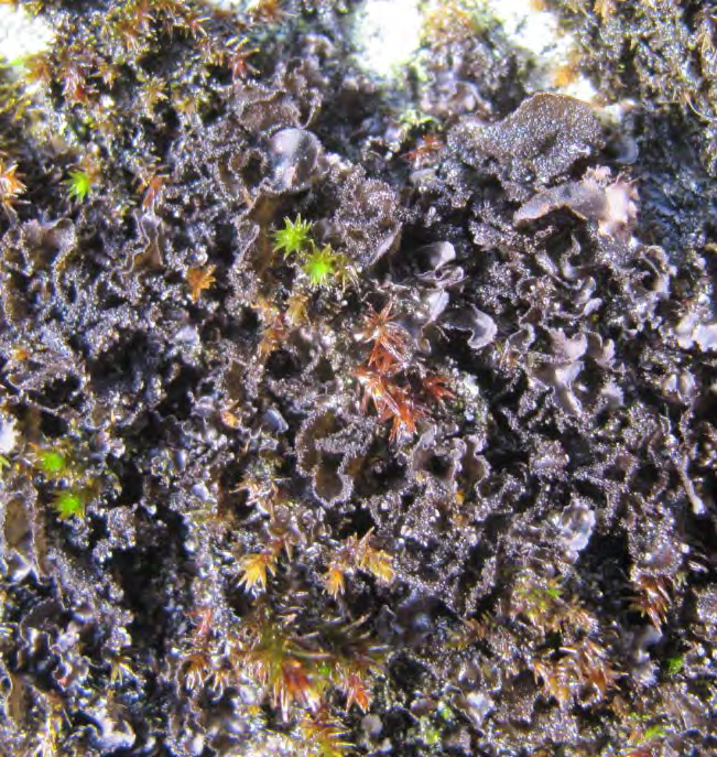 Fokusarter Kustskinnlav - Leptogium magnussonii Degel. & P. M. Jørg. (VU, ansvarsart för Göteborg) Kustskinnlav är en upp till 10 cm stor bladlav med svart till brunsvart bål.