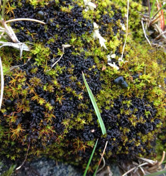 Skrynklig skinnlav - Leptogium schraderi (Bernh.) Nyl. (VU, ansvarsart för Göteborg) Skrynklig skinnlav är en liten bladlav med en upp till 2 cm stor bål.