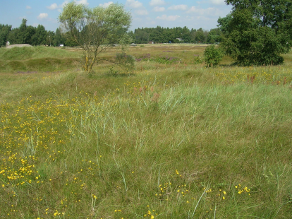 Översiktlig inventering av solitära bin och rödlistade insekter i