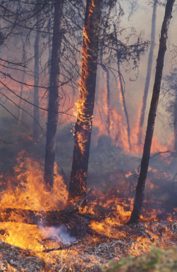 Brandberoende insekter respons på tio års naturvårdsbränningar Foto: Lars-Ove Wikars Skogsbränder bekämpas idag effektivt och under 1900-talet har naturliga bränder nästan eliminerats.