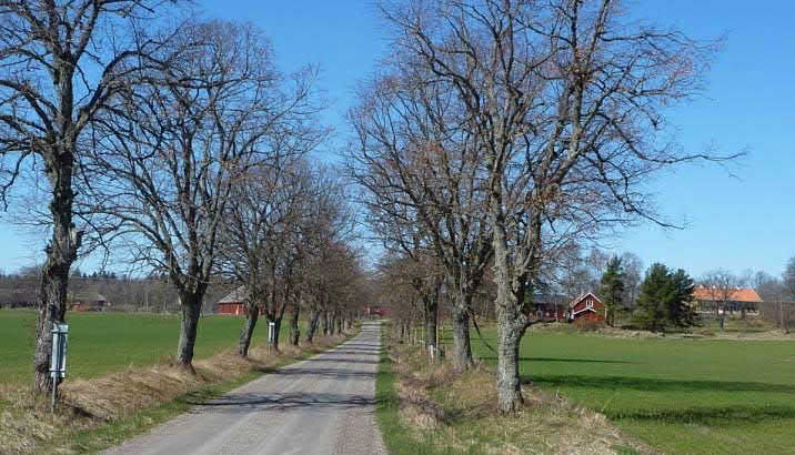 Berga kyrka Tjos herrgård med allé Vy mot Ingaruds allé Miljö längs Rörvägen