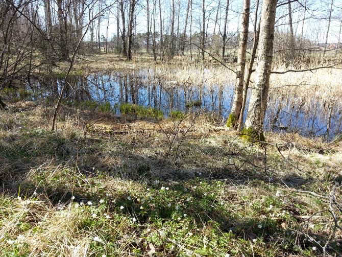 Effekter och konsekvenser Naturmiljö Sumpskog vid Skogsbo Ängs- och betesmark