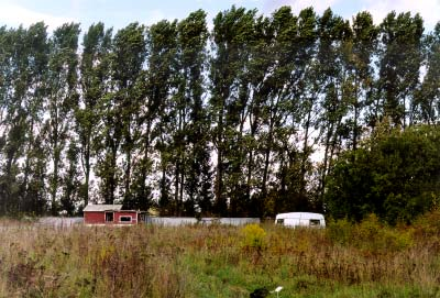 Bertil Ericsson Ent. Tidskr. 124 (2003) Figur 3. Utfyllnadsmark i Lilla Lomma utanför Malmö. På poppelridån i bakgrunden håvades den 29.6 2001 den för Sverige nya viveln Dorytomus filirostris.