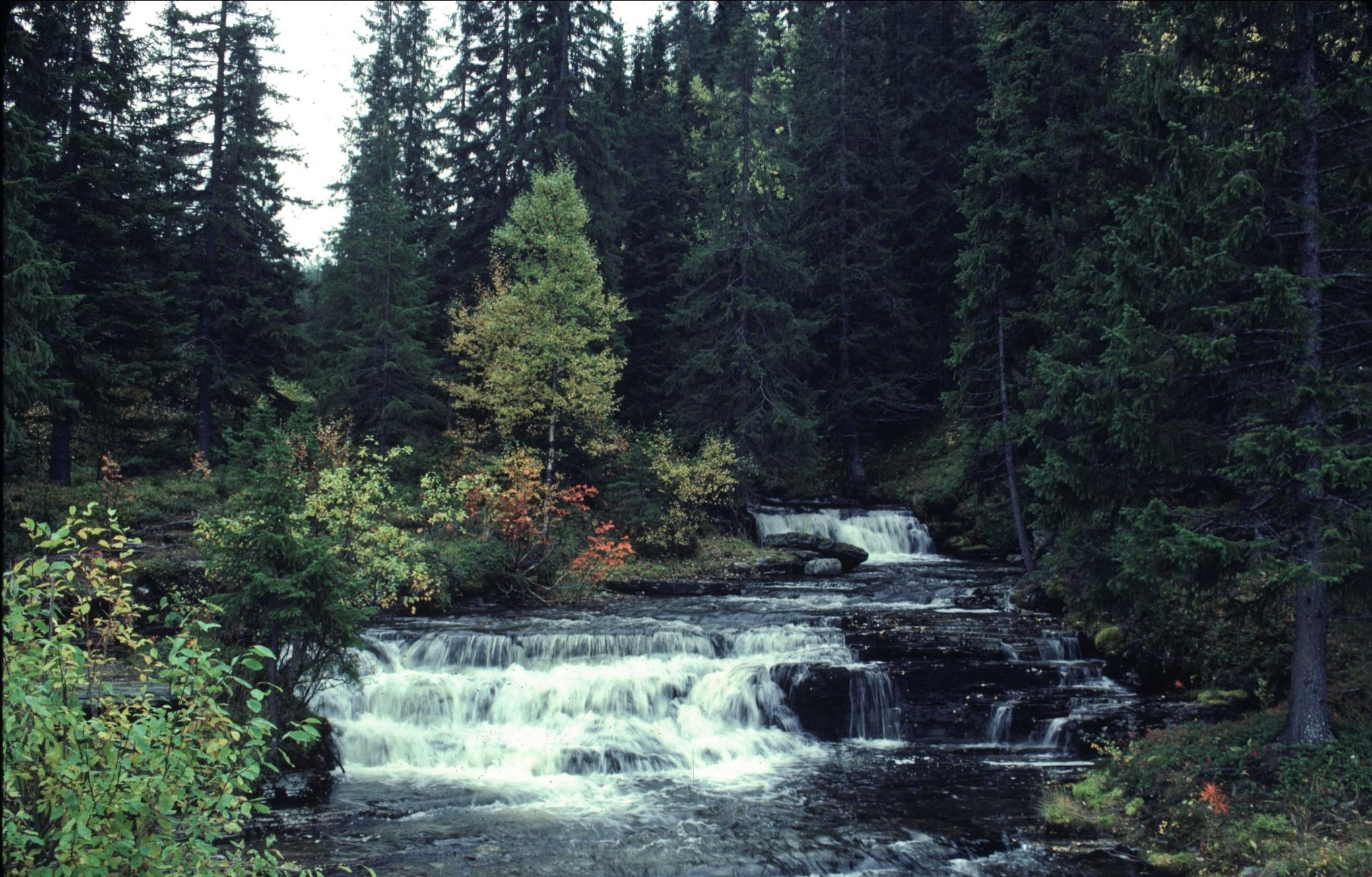 12 olika schabloner Stig/vandringsleder Död ved Naturvärdesträd Flottleder Stenmurar