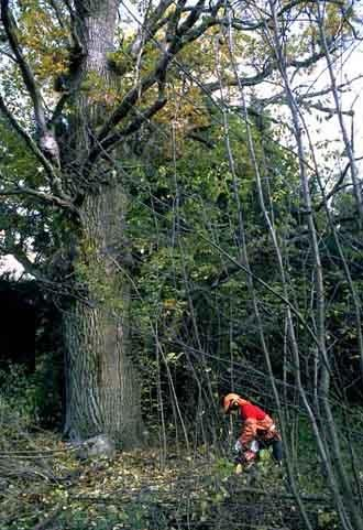 Hamling (310 kr/träd) Frihuggning av Naturvärdesträd