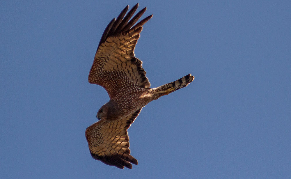Spotted Harrier. Foto: Conny Palm Artlista fåglar 1 Emu Dromaius novaehollandiae novaehollandiae 6 längs vägen 10.10, 3 Little Desert NP 11.10 och 1 där 12.10, 22 Hattah-Kulkyne NP 13.10 och 2 där 14.